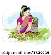 Sri Lankan Woman Plucking Tea Leaves