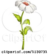 Clipart Of A White Daisy Flower Royalty Free Vector Illustration