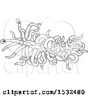 Clipart Of A Black And White Sea Slug Nudibranch Royalty Free Vector Illustration by Alex Bannykh