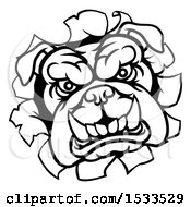 Clipart Of A Black And White Mad Bulldog Breaking Through A Wall Royalty Free Vector Illustration