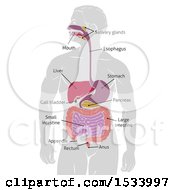 Clipart Of A Gray Silhouetted Man With Visible Digestive Tract Diagram Labeled With Text Royalty Free Vector Illustration