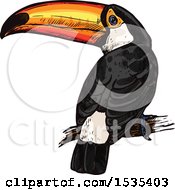 Poster, Art Print Of Sketched Perched Toucan Bird