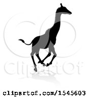 Poster, Art Print Of Silhouetted Giraffe Running With A Reflection Or Shadow