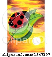 Poster, Art Print Of Ladybug On A Leaf Over A Sunset