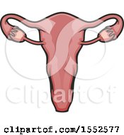 Poster, Art Print Of Uterus Human Anatomy
