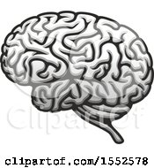 Poster, Art Print Of Brain Human Anatomy