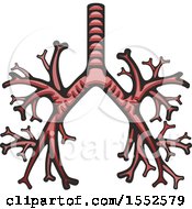 Clipart Of A Bronchus Human Anatomy Royalty Free Vector Illustration by Vector Tradition SM