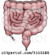 Clipart Of A Colon Human Anatomy Royalty Free Vector Illustration by Vector Tradition SM
