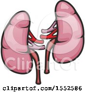 Clipart Of Kidneys Human Anatomy Royalty Free Vector Illustration