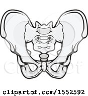 Clipart Of A Pelvis Human Anatomy Royalty Free Vector Illustration by Vector Tradition SM