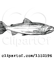 Poster, Art Print Of Sketched Black And White Coho Salmon