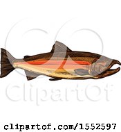 Clipart Of A Sketched Coho Salmon Royalty Free Vector Illustration