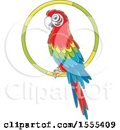 Poster, Art Print Of Scarlet Macaw Parrot On A Ring