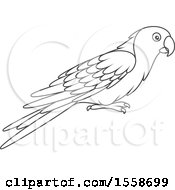 Poster, Art Print Of Lineart Parrot