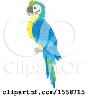 Blue And Gold Macaw Parrot