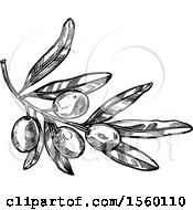 Clipart Of A Black And White Sketched Olive Branch Royalty Free Vector Illustration