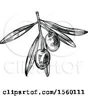 Poster, Art Print Of Black And White Sketched Olive Branch