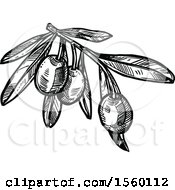 Poster, Art Print Of Black And White Sketched Olive Branch