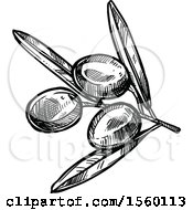 Clipart Of A Black And White Sketched Olive Branch Royalty Free Vector Illustration