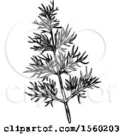 Black And White Sketched Fennel