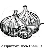 Clipart Of Black And White Sketched Garlic Royalty Free Vector Illustration