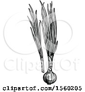 Clipart Of Black And White Sketched Green Onions Royalty Free Vector Illustration by Vector Tradition SM