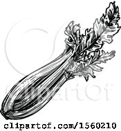 Black And White Sketched Celery