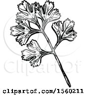 Poster, Art Print Of Black And White Sketched Cilantro