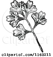 Clipart Of Black And White Sketched Cilantro Royalty Free Vector Illustration