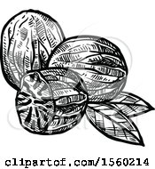 Clipart Of Black And White Sketched Nutmeg Royalty Free Vector Illustration