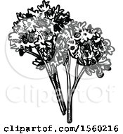 Black And White Sketched Parsley
