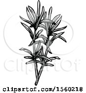 Poster, Art Print Of Black And White Sketched Savory