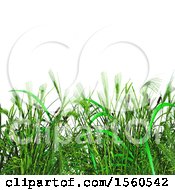 Poster, Art Print Of 3d Render Of Green Grass And Wheat On A White Background