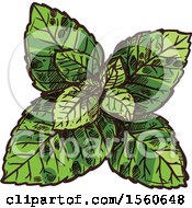 Clipart Of Sketched Peppermint Royalty Free Vector Illustration