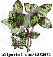 Clipart Of Sketched Oregano Royalty Free Vector Illustration