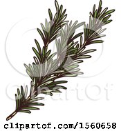 Clipart Of Sketched Rosemary Royalty Free Vector Illustration