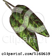 Clipart Of Sketched Sage Leaves Royalty Free Vector Illustration