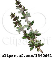 Clipart Of Sketched Thyme Royalty Free Vector Illustration