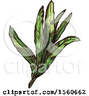 Clipart Of Sketched Tarragon Royalty Free Vector Illustration