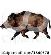 Poster, Art Print Of Sketched Boar Walking