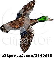 Poster, Art Print Of Sketched Flying Mallard Duck