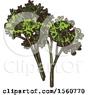 Clipart Of Sketched Parsley Royalty Free Vector Illustration
