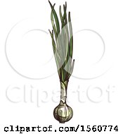 Clipart Of Sketched Green Onions Royalty Free Vector Illustration