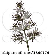 Clipart Of Sketched Fennel Royalty Free Vector Illustration
