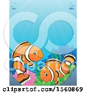 Poster, Art Print Of Clownfish Pair