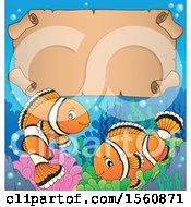 Poster, Art Print Of Clownfish Pair With A Scroll