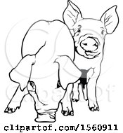 Clipart Of Black And White Pigs Royalty Free Vector Illustration by dero