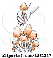 Clipart Of A Hand Picking An Orange Magic Mushroom Royalty Free Vector Illustration
