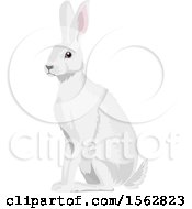 Poster, Art Print Of Alert White Bunny Rabbit