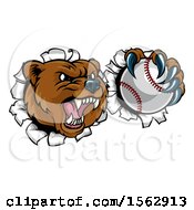 Clipart Of A Bear Sports Mascot Breaking Through A Wall With A Baseball In A Paw Royalty Free Vector Illustration